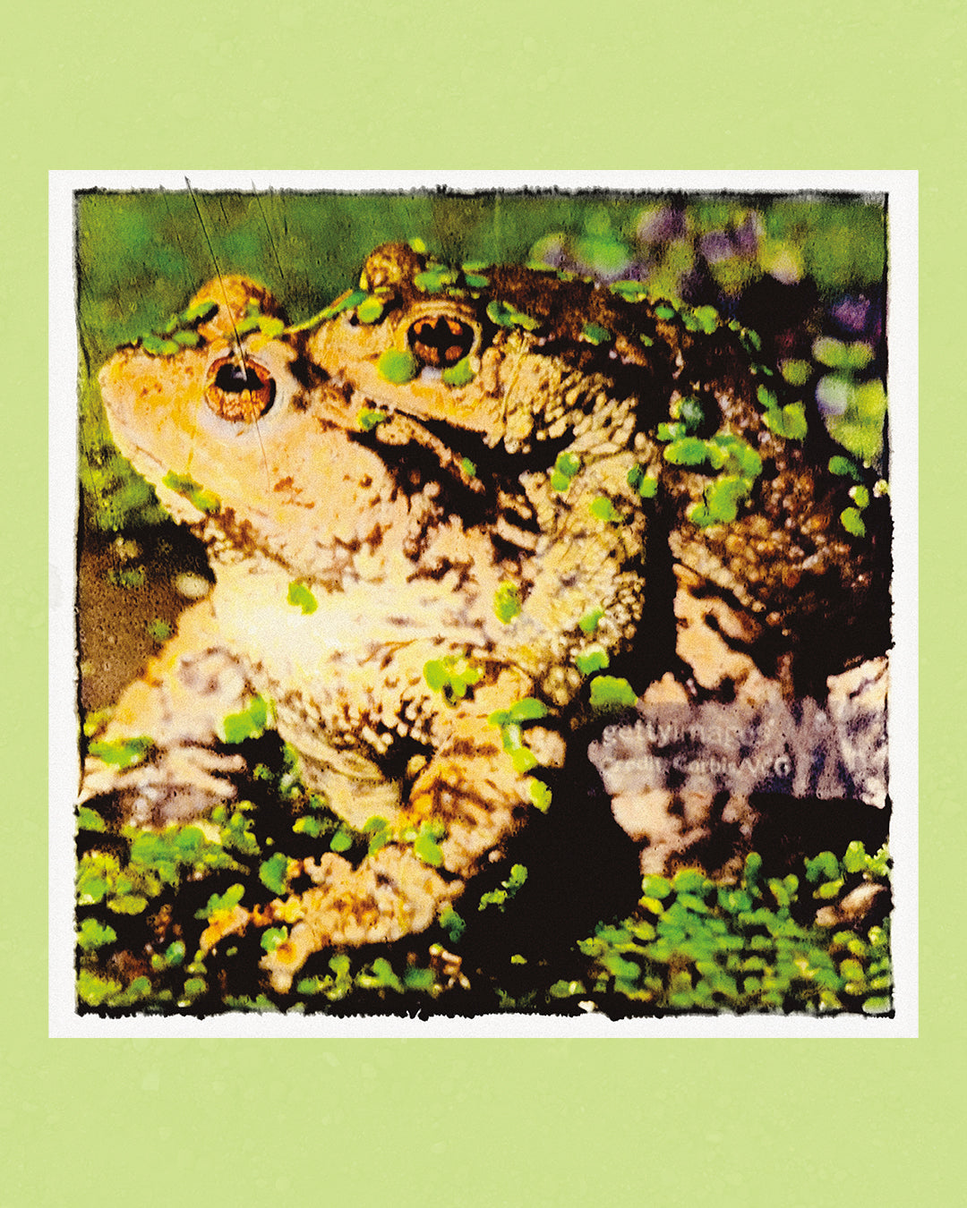 God Is A Frog Heaven Is A Swamp Vinyl