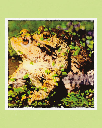 God Is A Frog Heaven Is A Swamp Vinyl